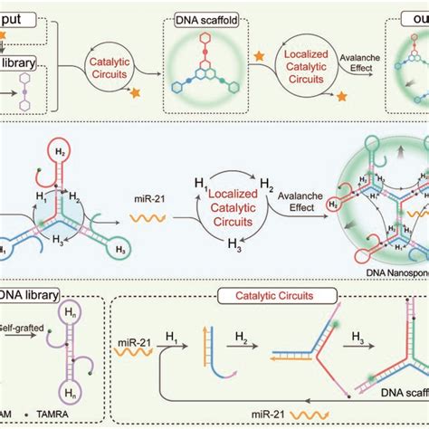 Principle Of The LCC System For Hierarchical Assembly Of DNA