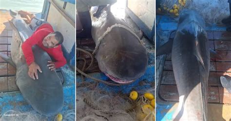 Pescadores Atrapan Tibur N Gigante De Metros Cerca De Isla De La