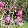 Magnolia From Burncoose Nurseries Page 1