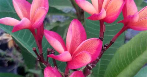 The Ultimate Guide To Growing Plumeria From Seed