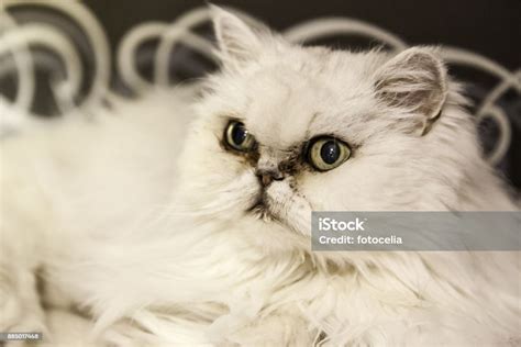 White Persian Cat Stock Photo - Download Image Now - Animal, Animal ...