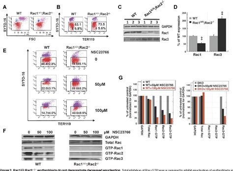 Figure 2 From Signaling And Cytoskeletal Requirements In Erythroblast