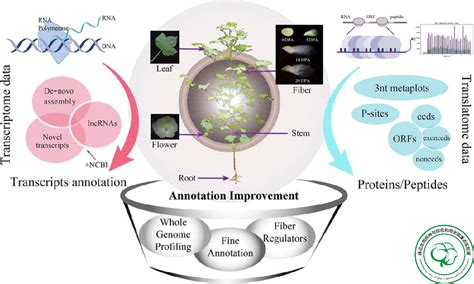 实验室李付广研究员团队揭示棉花纤维发育转录后调控新机制 新闻动态 棉花生物学国家重点实验室