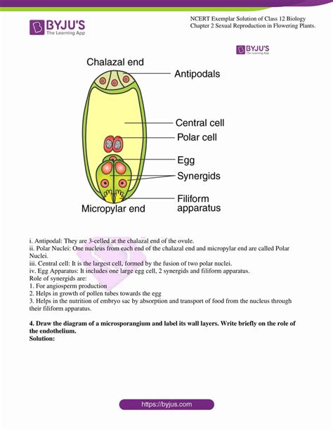 Ncert Exemplar Solutions Class 12 Biology Chapter 2 Sexual Reproduction In Flowering Plants