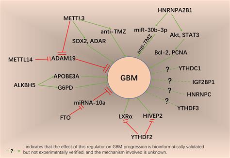 Frontiers The Potential Value Of M A Rna Methylation In The