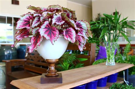 Ultimate Guide to Rex Begonia Plant Care at Home - Petal Republic