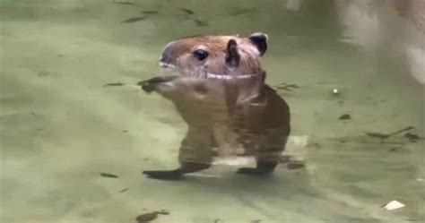 Baby Capybara Thriller Dance at Miami Zoo Goes Viral | FaithPot