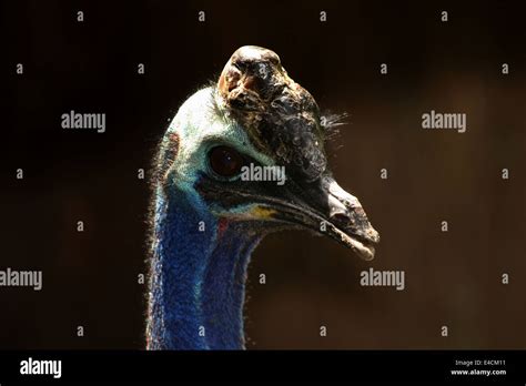 Australian Southern Cassowary Casuarius Casuarius A K A Double Wattled Cassowary Or Two