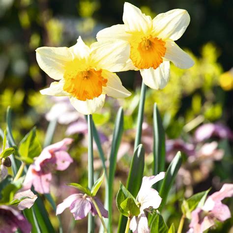 9 toxic garden plants to avoid for a child friendly garden | Ideal Home