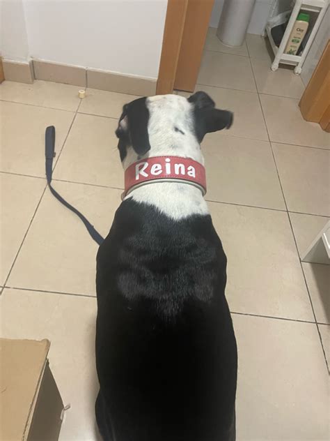 Collar Personalizado De Cuero Con El Nombre De Tu Perro Raza Grande