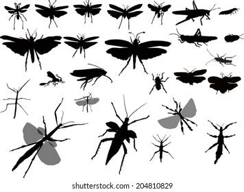 Illustration Insect Silhouettes Isolated On White Stock Vector Royalty