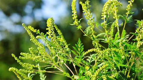 When do ragweed allergies start? It depends on the climate