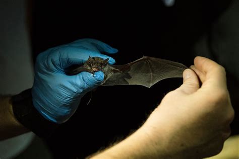 Identifying bat species | Free Photo - rawpixel