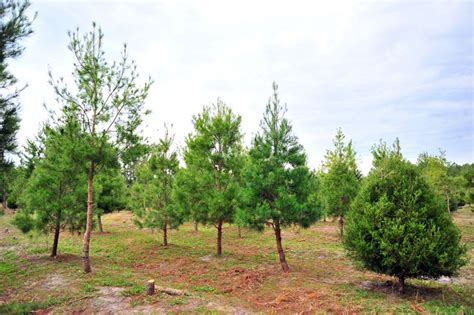 Christmas Tree Forest in Pensacola, Florida | Christmas tree forest ...