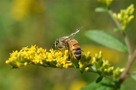 Native North American Honey Bees? – Native Beeology