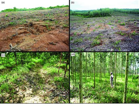 (a) Soil erosion following harvest and site preparation by bulldozing,... | Download Scientific ...