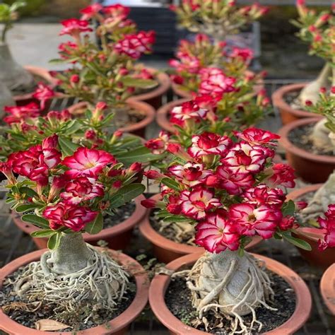 Buy Red Arabicum Adenium Plant online, Best Price India