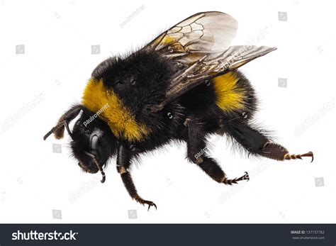 Bumblebee Species Bombus Terrestris Common Name Stock Photo 137157782 ...