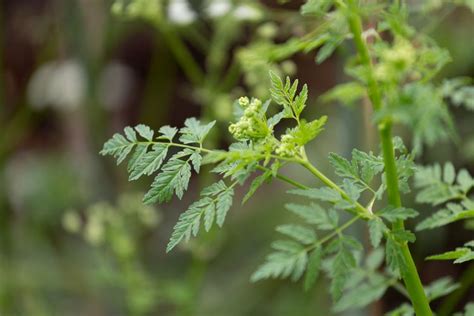 Poison Hemlock Vs Queen Annes Lace How To Tell The Difference