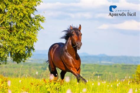 Tudo o que você precisa saber sobre cavalo quarto de milha Aprenda