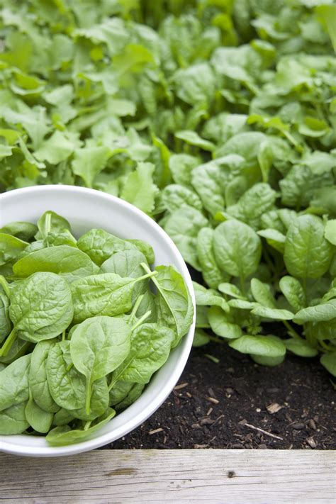 5 Easy Steps To Plant Spinach From Seed • Gardenary