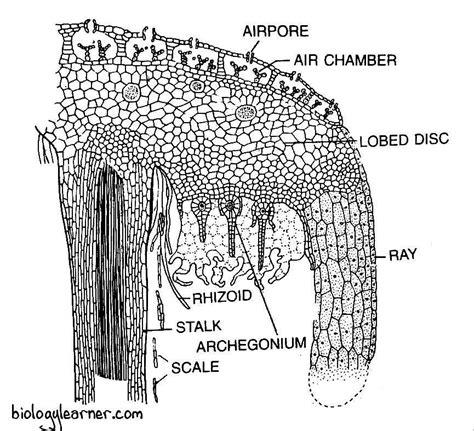 Marchantia: Distribution, Structure, Reproduction