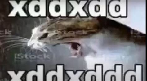 Gato Cat Xdxdxdxdddd By Winterzxd Sound Effect Meme Button Tuna