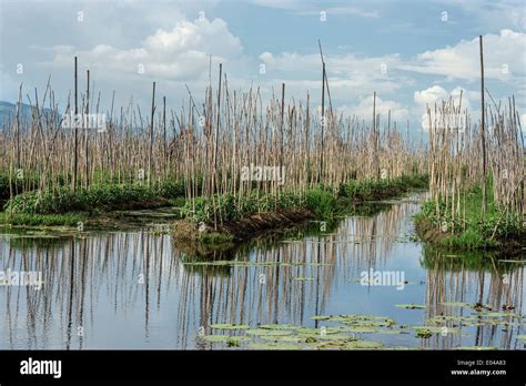 floating gardens  reflections inle lake myanmar stock photo alamy