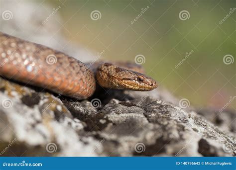 Smooth Snake Coronella Austriaca In Czech Republic Stock Photo