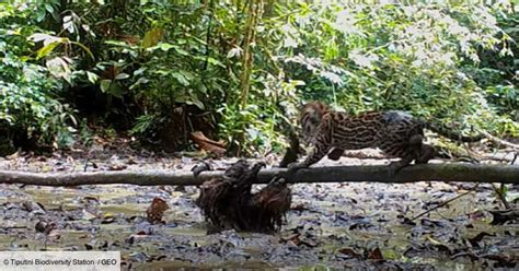 Un rare combat filmé entre un paresseux et un ocelot à l issue