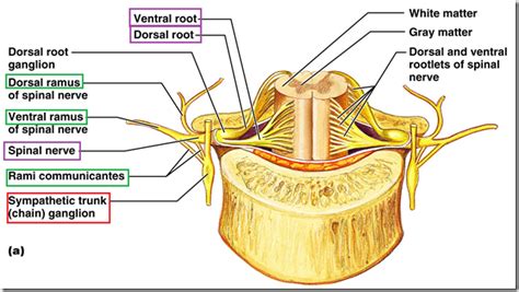 Organisation Of Peripheral Nervous System And Spinal Cord Medatrio