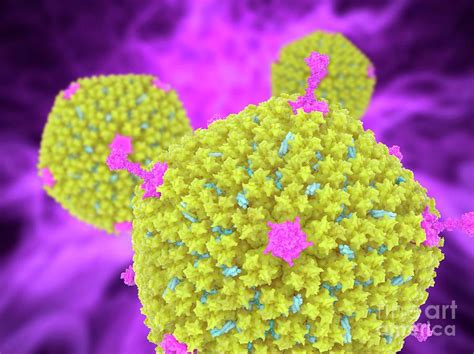 Adenovirus Ad5 Photograph By Ramon Andrade 3dcienciascience Photo