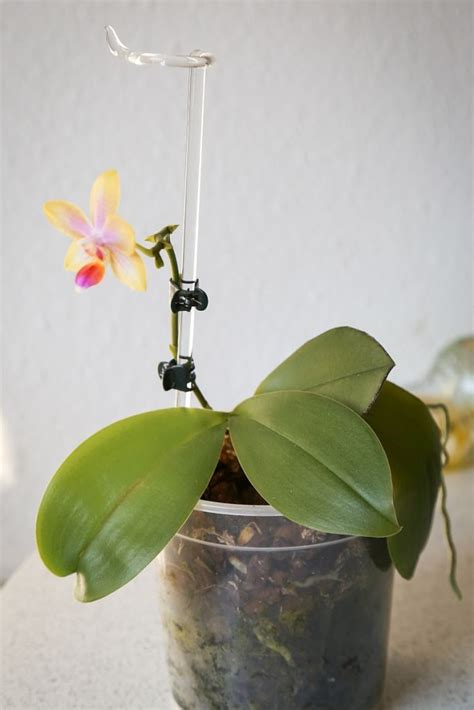 Phalaenopsis Mit Infektion Erfolgreich Behandelt Majas Pflanzenblog