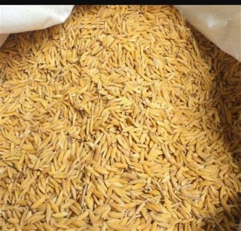 Dried Brown MTU 1010 Paddy Seed For Food Processing Packaging Type