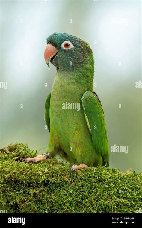 blue crowned parakeetor blue crowned conure thectocercus acuticaudatus