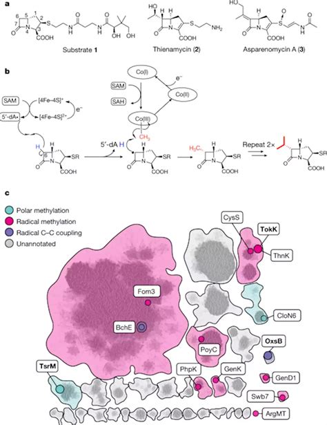 Structure Of A B Dependent Radical Sam Enzyme In Carbapenem