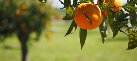 Rboles Frutales Nombres De Los Rboles Y Sus Frutos