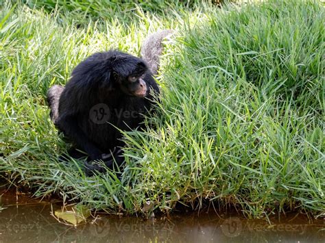 Macaco Aranha Preto De Cara Preta 3780332 Foto De Stock No Vecteezy