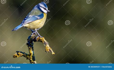 Single Blue Tit Cyanistes Caeruleus Perched On A Lichen Covered Tree