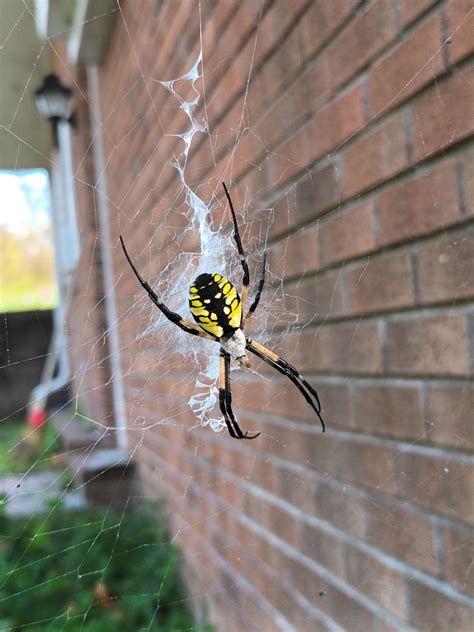 Curious Which Kind Of Spider This Is Rwhatsthisbug