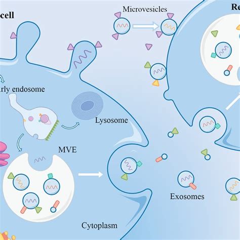 Cell Cell Communication By Extracellular Vesicles Download Scientific Diagram