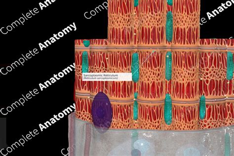 Sarcoplasmic Reticulum | Complete Anatomy