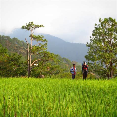 Standing Amidst The Acres Of Rice Padi Fields Abu Flickr