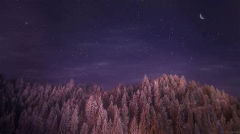 Starry Forest Wallpapers - 4k, HD Starry Forest Backgrounds on WallpaperBat