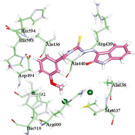 A Possible Binding Mode Of Compound 5f To Urease Carbon Atoms Of 5f Download Scientific