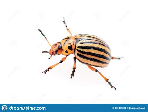 Colorado Potato Beetle Isolated On The White Background Stock Photo