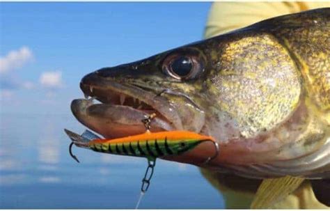 walleye fishing  beginners guide  effective walleye fishing
