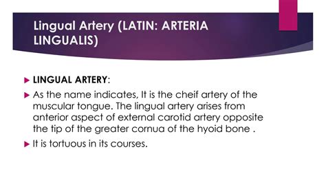 SOLUTION: Anatomy lingual artery presentation - Studypool