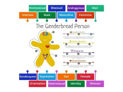 Genderbread man - Labelled diagram