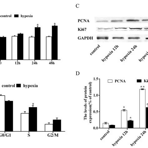 Hypoxia Increases The Proliferation And Cell Cycle Progression Of